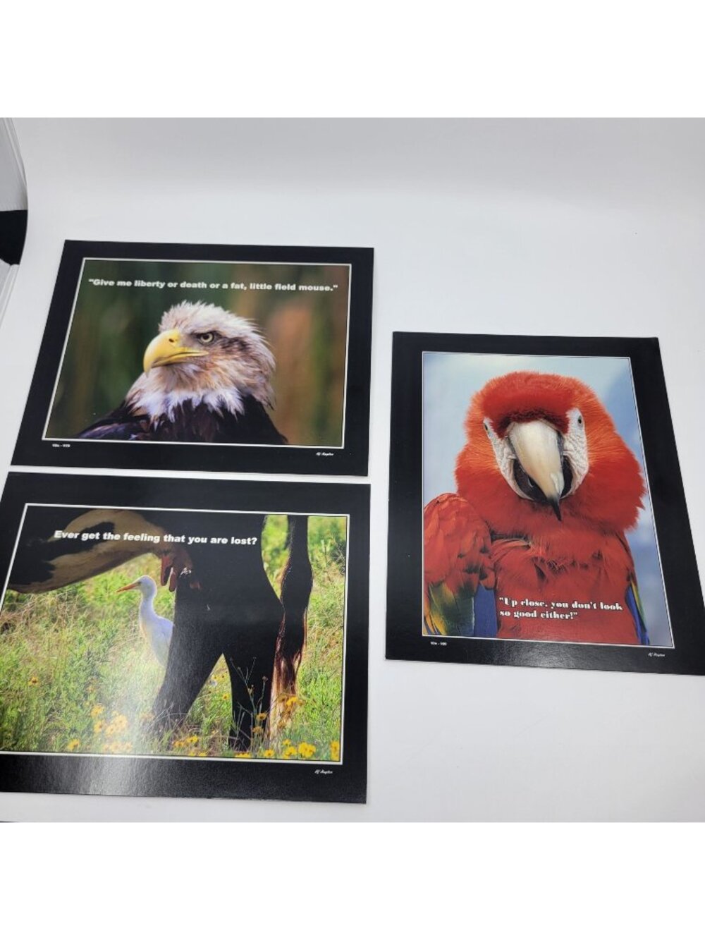 PHOTOGRAPHY Art MEME Prints Lot 3 Humorous Birds Animals Nature Photo - HW034